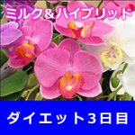 【3日目】粉ミルク断食ダイエット！ポリフェノール効果を試す！胃腸の調子が良い！頭が冴えてきた？